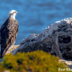 MASTER ABROLHOS SLIDESHOW 2018 434