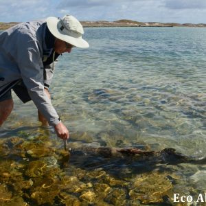 MASTER ABROLHOS SLIDESHOW 2018 448