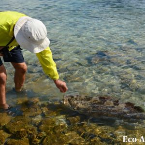 MASTER ABROLHOS SLIDESHOW 2018 450