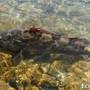 MASTER ABROLHOS SLIDESHOW 2018 451