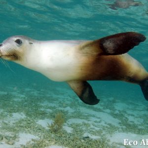 MASTER ABROLHOS SLIDESHOW 2018 453