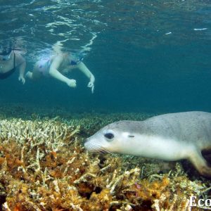 MASTER ABROLHOS SLIDESHOW 2018 455