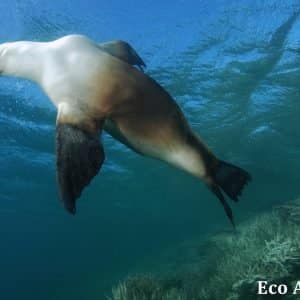 MASTER ABROLHOS SLIDESHOW 2018 456