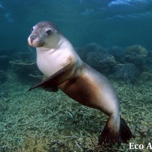 MASTER ABROLHOS SLIDESHOW 2018 457