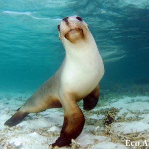 MASTER ABROLHOS SLIDESHOW 2018 459
