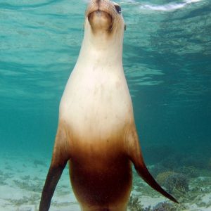 MASTER ABROLHOS SLIDESHOW 2018 460