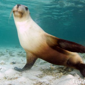 MASTER ABROLHOS SLIDESHOW 2018 461