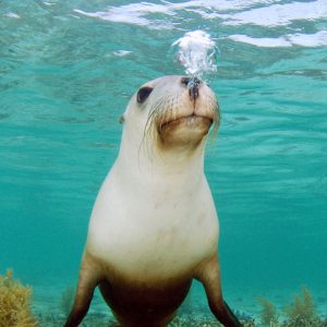 MASTER ABROLHOS SLIDESHOW 2018 462