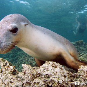 MASTER ABROLHOS SLIDESHOW 2018 464