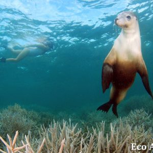 MASTER ABROLHOS SLIDESHOW 2018 465