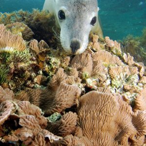MASTER ABROLHOS SLIDESHOW 2018 467