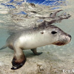 MASTER ABROLHOS SLIDESHOW 2018 469