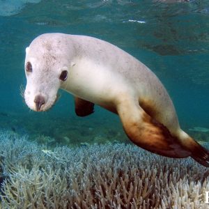 MASTER ABROLHOS SLIDESHOW 2018 470