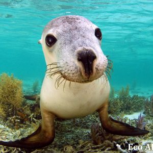 MASTER ABROLHOS SLIDESHOW 2018 503