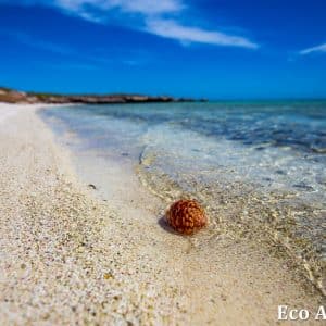 MASTER ABROLHOS SLIDESHOW 2018 508
