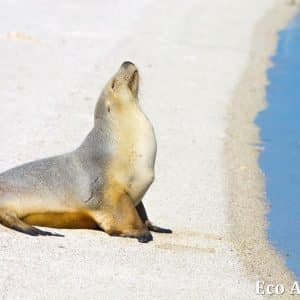 MASTER ABROLHOS SLIDESHOW 2018 510