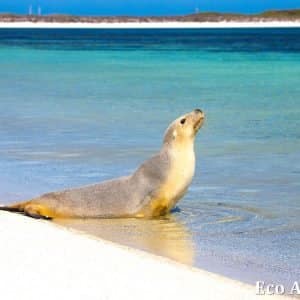 MASTER ABROLHOS SLIDESHOW 2018 511