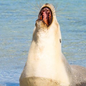MASTER ABROLHOS SLIDESHOW 2018 513