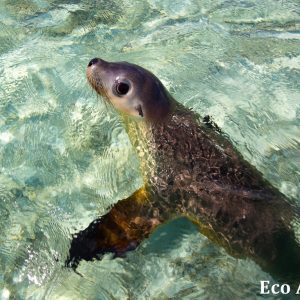 MASTER ABROLHOS SLIDESHOW 2018 514