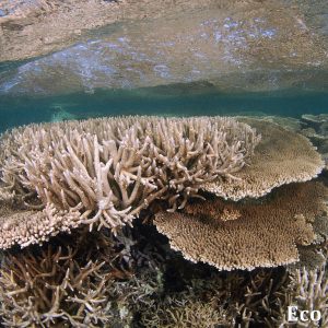 MASTER ABROLHOS SLIDESHOW 2018 533