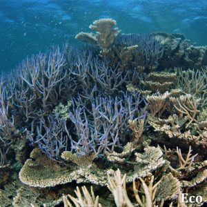 MASTER ABROLHOS SLIDESHOW 2018 534
