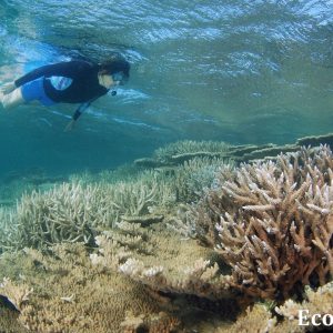 MASTER ABROLHOS SLIDESHOW 2018 535
