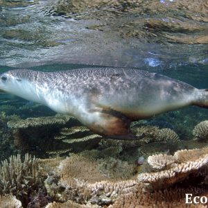 MASTER ABROLHOS SLIDESHOW 2018 537
