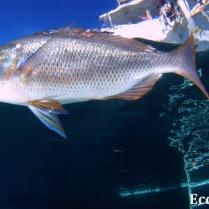 MASTER ABROLHOS SLIDESHOW 2018 538