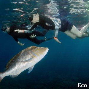 MASTER ABROLHOS SLIDESHOW 2018 541