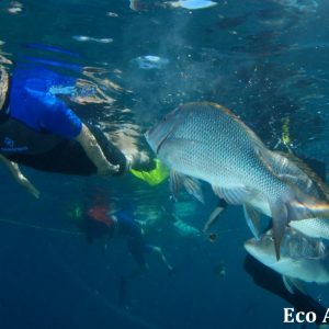 MASTER ABROLHOS SLIDESHOW 2018 543