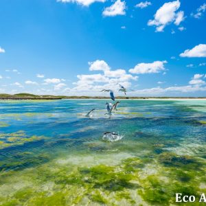 MASTER ABROLHOS SLIDESHOW 2018 557