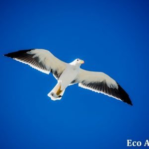 MASTER ABROLHOS SLIDESHOW 2018 558