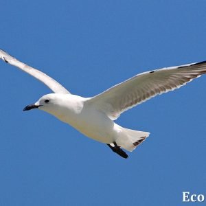MASTER ABROLHOS SLIDESHOW 2018 559