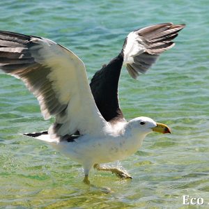 MASTER ABROLHOS SLIDESHOW 2018 561