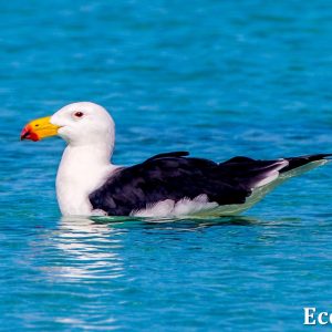 MASTER ABROLHOS SLIDESHOW 2018 562
