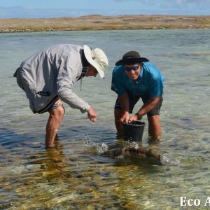MASTER ABROLHOS SLIDESHOW 2018 564