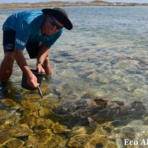 MASTER ABROLHOS SLIDESHOW 2018 565