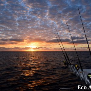 MASTER ABROLHOS SLIDESHOW 2018 578