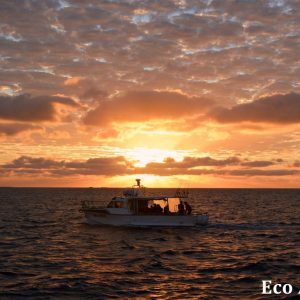 MASTER ABROLHOS SLIDESHOW 2018 579