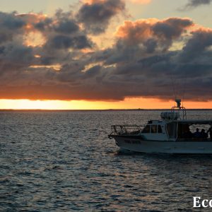 MASTER ABROLHOS SLIDESHOW 2018 581