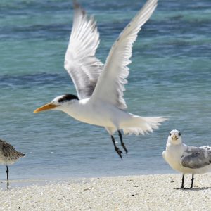 Bird life at the Abrolhos Islands