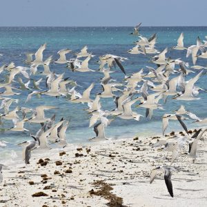 Bird life at the Abrolhos Islands