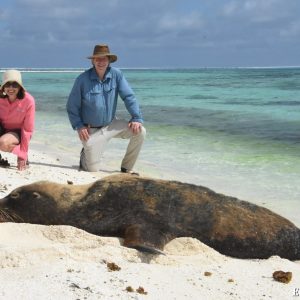 Sea Lion at the Abrolhos Islands