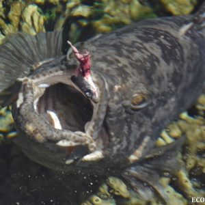 Slimy the Cod
