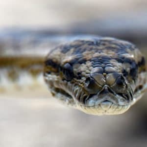 Carpet Python at the Abrolhos Islands
