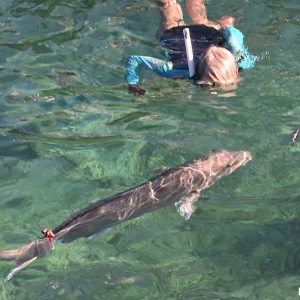 Snorkelling with Sampson Fish at Basille Island