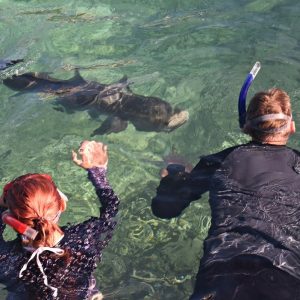 Swimming with Sampson Fish at Basille Island