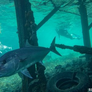 Sampson fish at the Abrolhos Islands