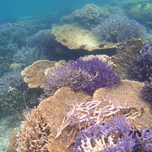 Coral at the Abrolhos Islands