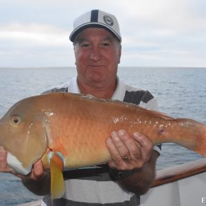 Bald Chin Groper caught aboard the Eco Abrolhos at the Abrolhos Islands